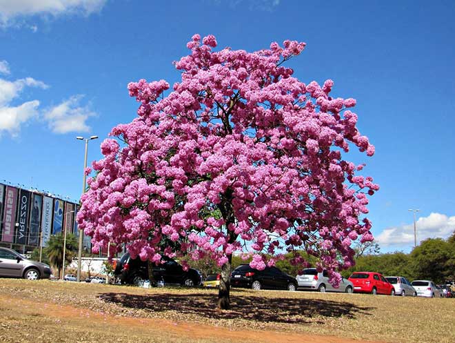 Handroanthus heptaphyllus flor