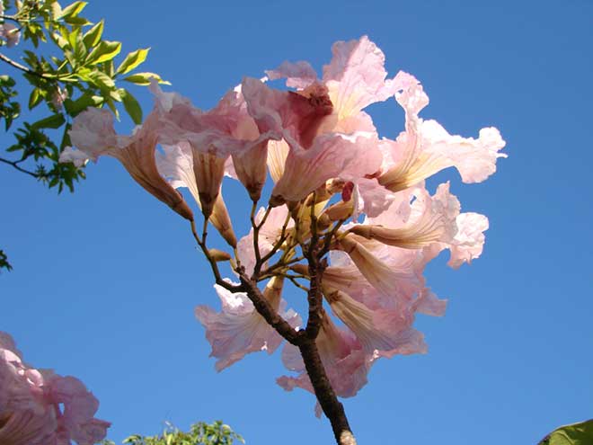 Handroanthus heptaphyllus folha