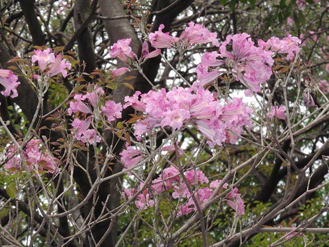Handroanthus heptaphyllus folhas