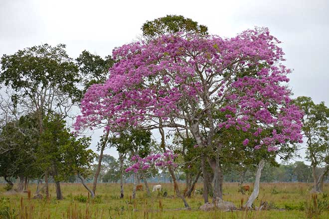 Handroanthus heptaphyllus foto