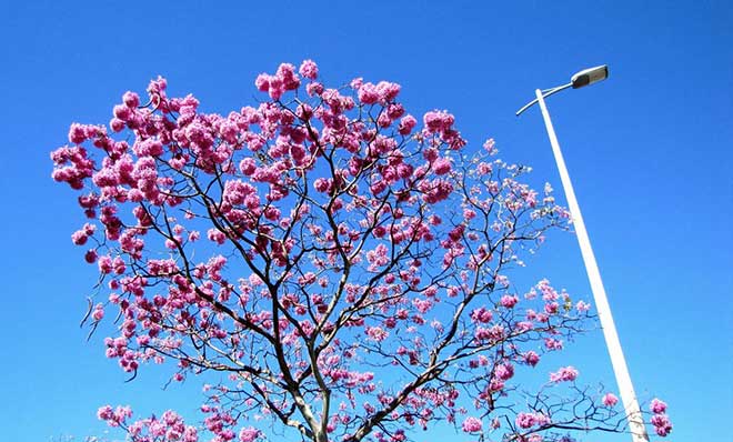 Handroanthus heptaphyllus galho