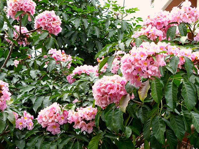 Handroanthus heptaphyllus galhos