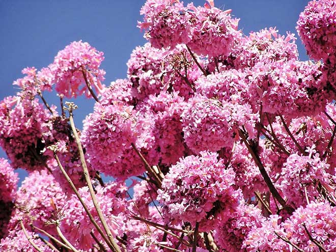 Handroanthus heptaphyllus jardim