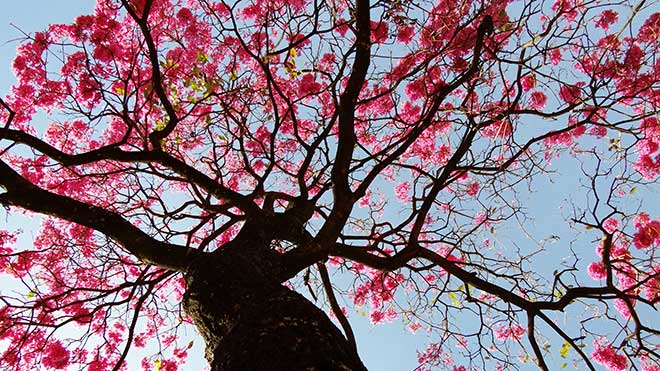 Handroanthus heptaphyllus jardins