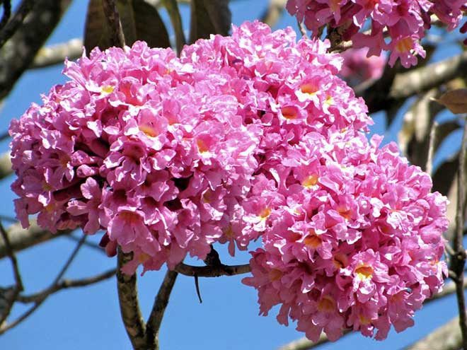 Handroanthus heptaphyllus petala