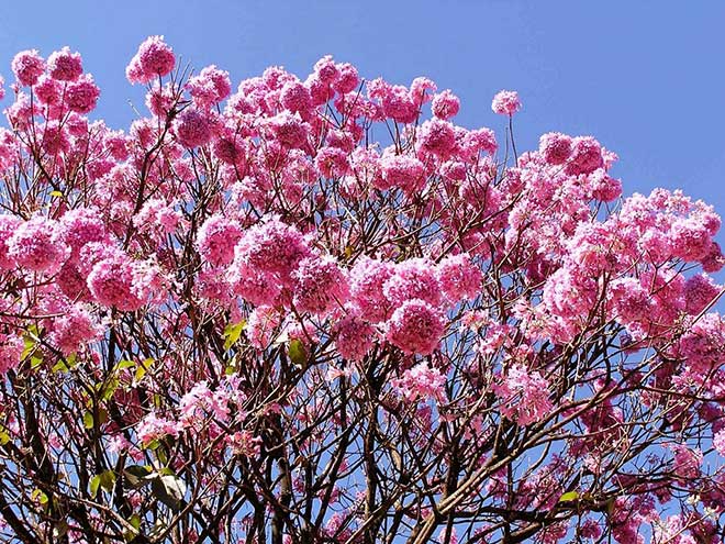 Handroanthus heptaphyllus petalas