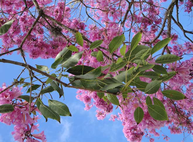Handroanthus heptaphyllus