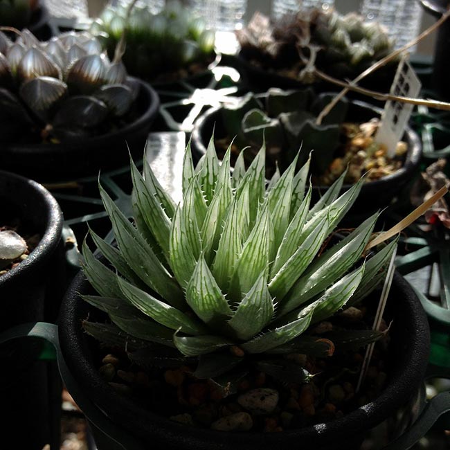Haworthia cooperi decoracao
