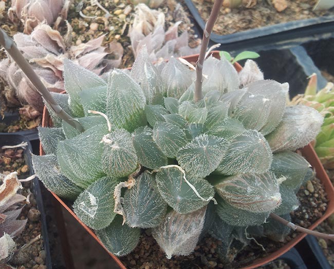 Haworthia cooperi folha