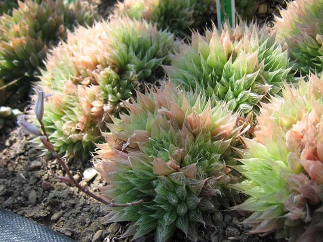 Haworthia cooperi jardim