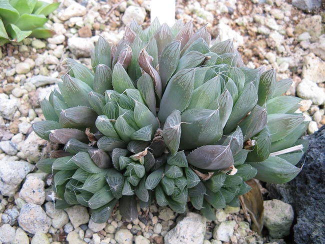 Haworthia cooperi planta