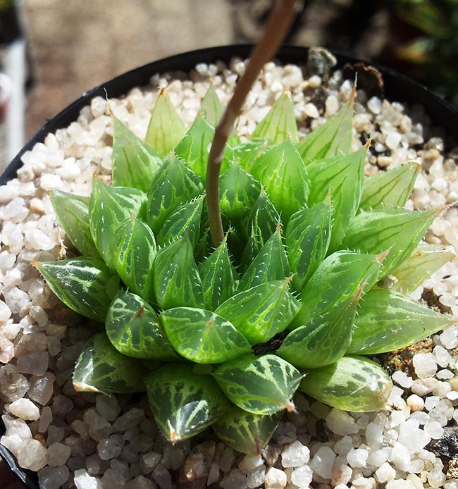 Haworthia cooperi
