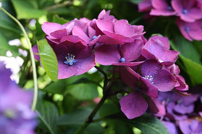 Hortensia flor