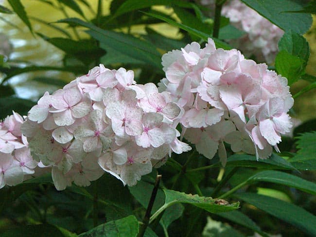 Hortensia flores