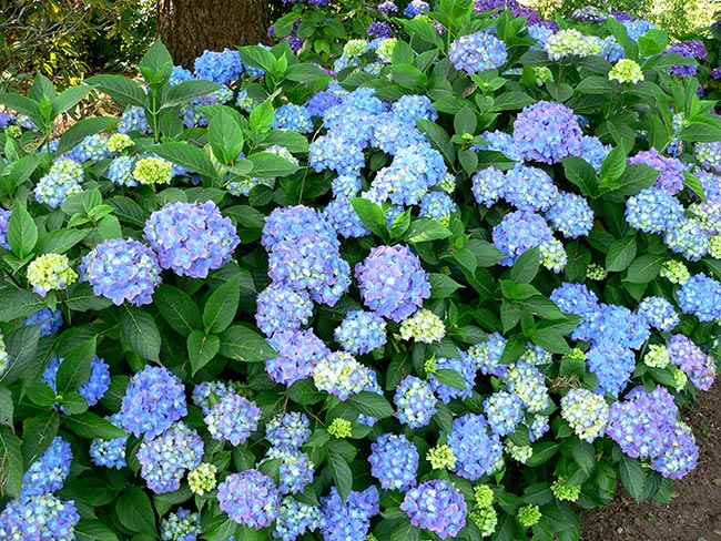 Hortensia jardim