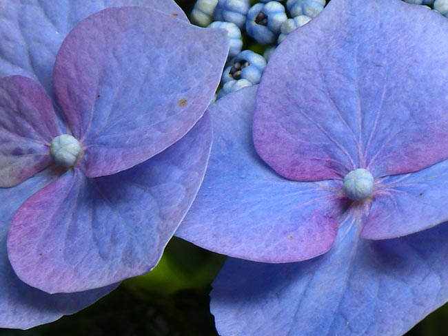 Hortensia petala