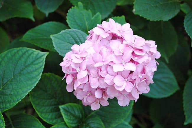 Hortensia planta