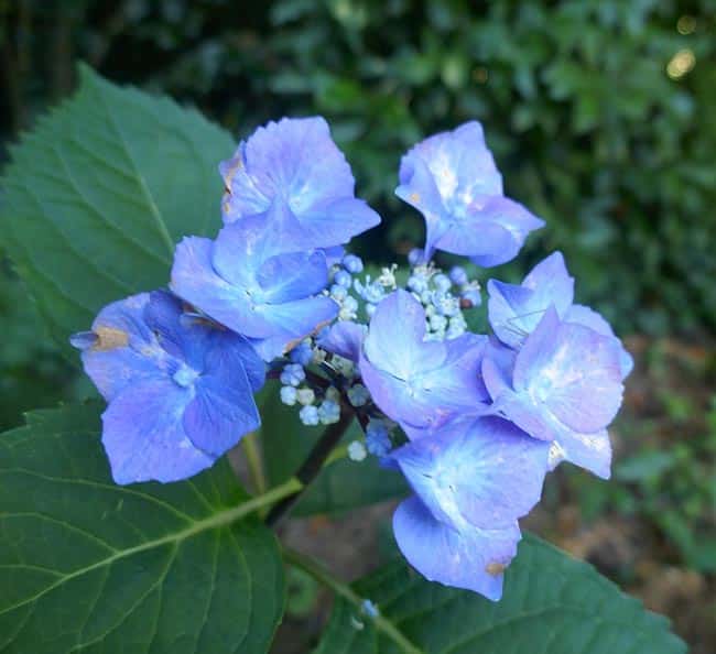 Hortensia semente