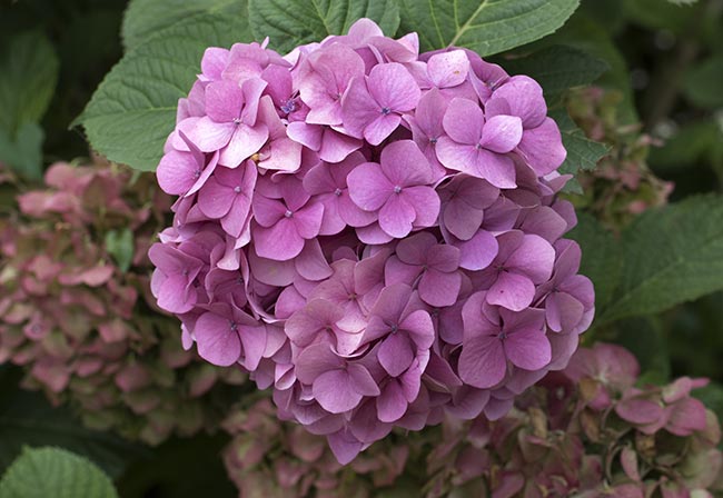 Hortensia sementes