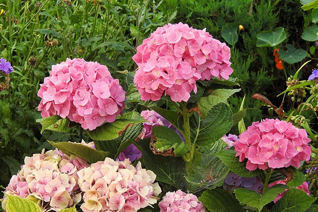 Hortensia