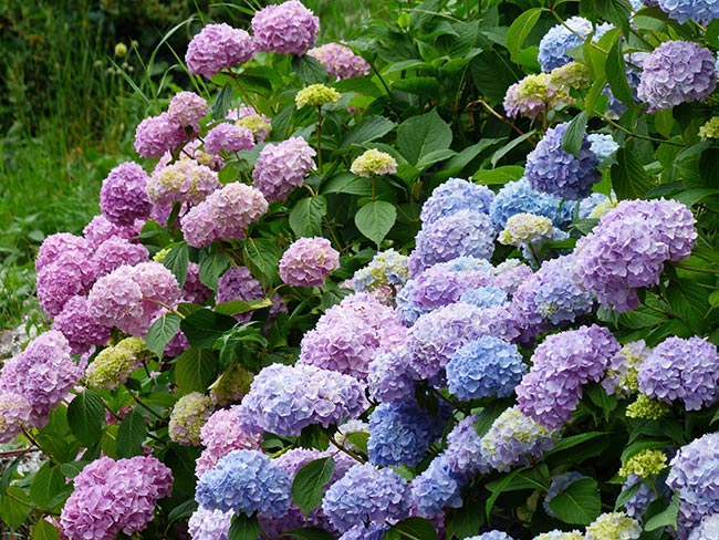Hydrangea macrophylla decoracao