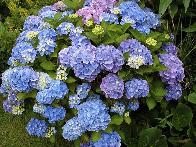 Hydrangea macrophylla flor