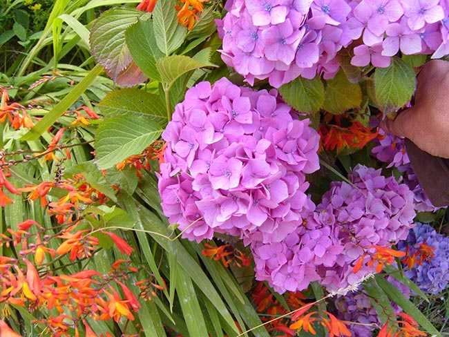 Hydrangea macrophylla flores