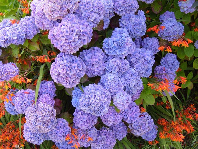 Hydrangea macrophylla folha
