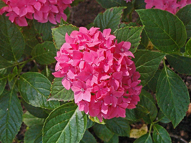 Hydrangea macrophylla foto