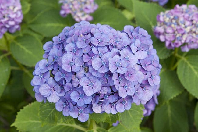 Hydrangea macrophylla jardim