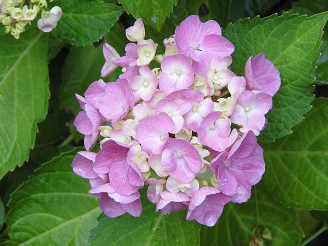 Hydrangea macrophylla jardins