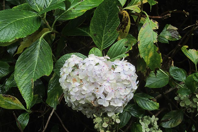 Hydrangea macrophylla petala
