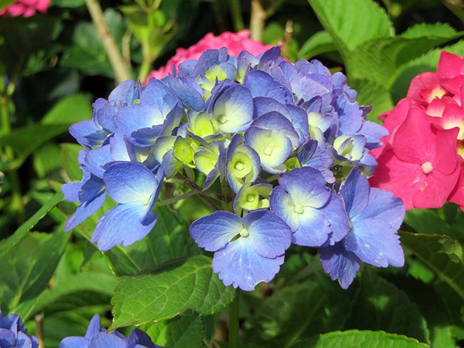 Hydrangea macrophylla planta
