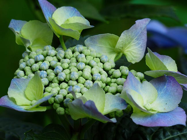 Hydrangea macrophylla semente