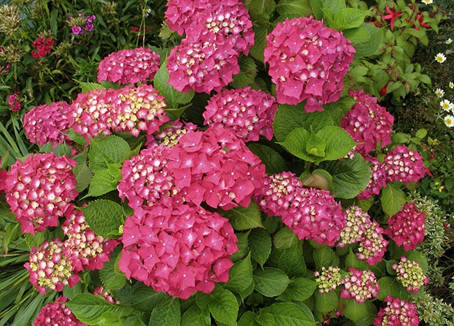 Hydrangea macrophylla