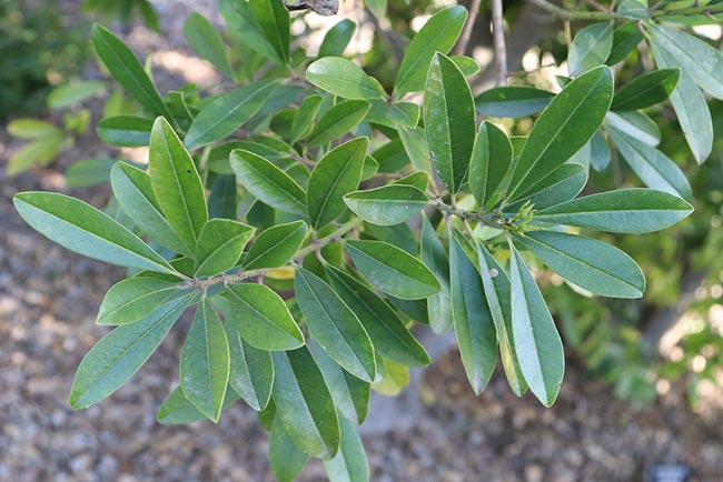Ilex paraguariensis folha Ilex paraguariensis folha
