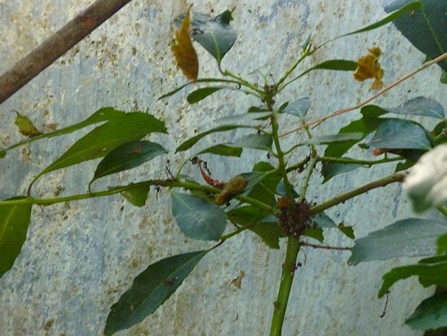 Ilex paraguariensis folhas Ilex paraguariensis folhas