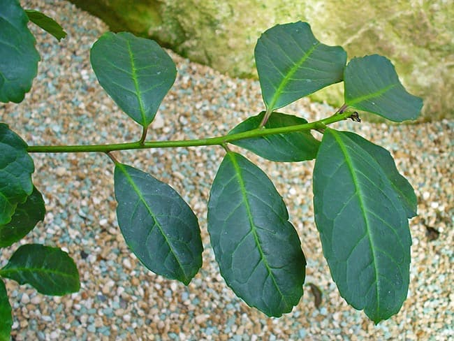 Ilex paraguariensis Ilex paraguariensis