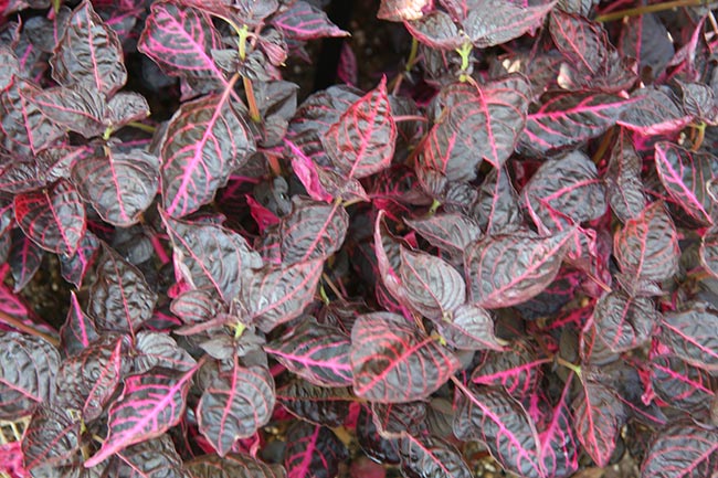 Iresine herbstii decoracao