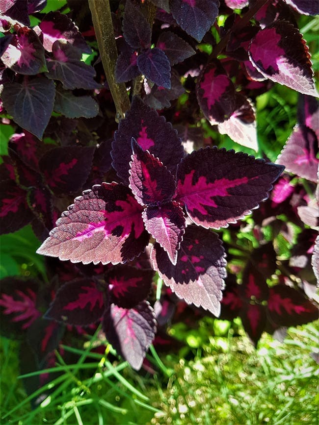 Iresine herbstii jardim