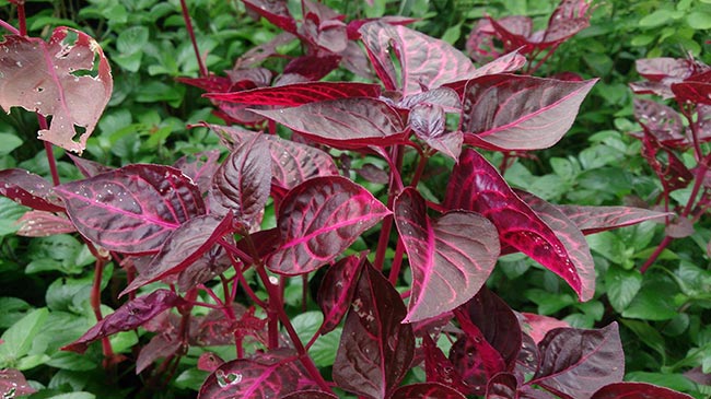 Iresine herbstii jardins