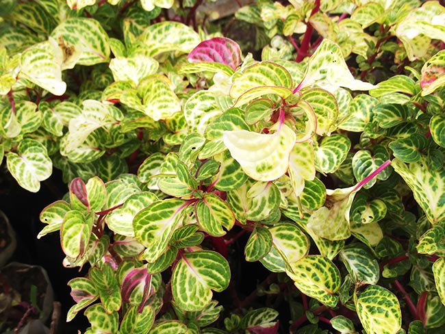 Iresine herbstii planta