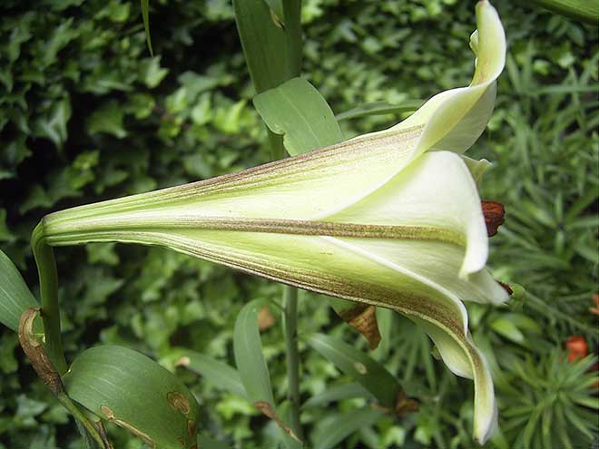 Lilium brownii flor Lilium brownii flor