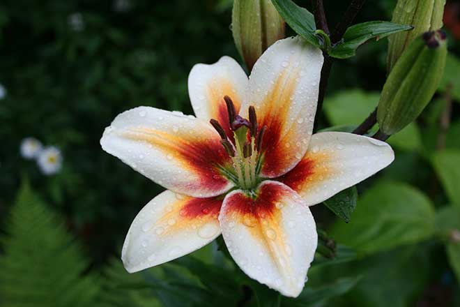 Lilium brownii foto Lilium brownii foto