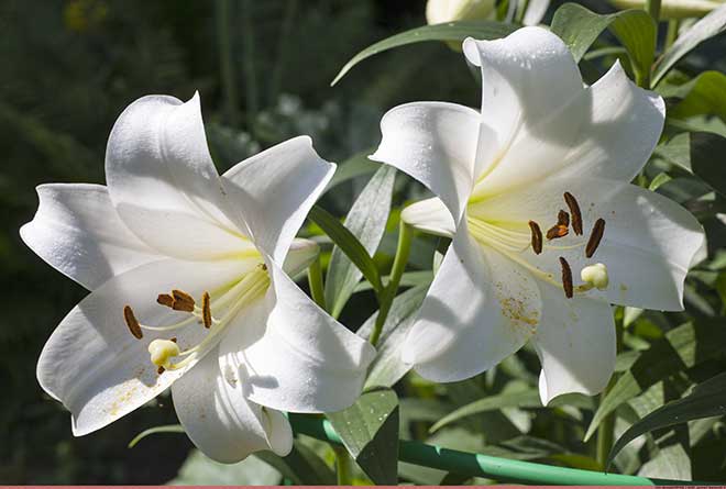 Lilium brownii jardim Lilium brownii jardim