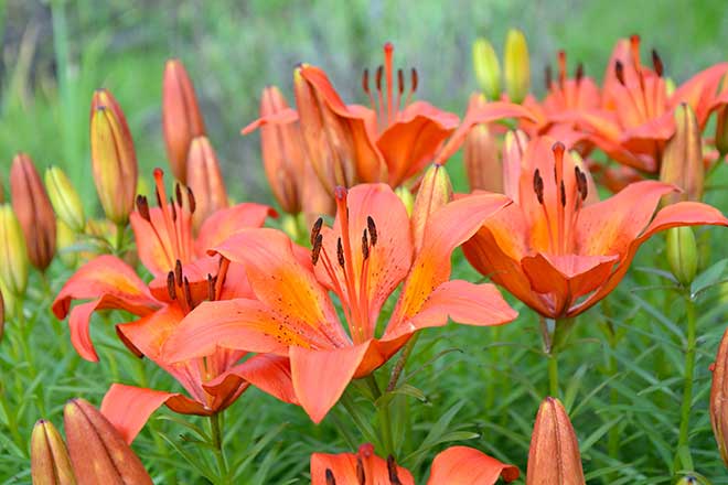 Lilium brownii jardins Lilium brownii jardins