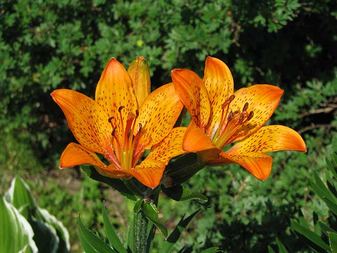 Lilium brownii petala Lilium brownii petala