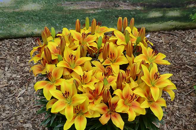 Lilium brownii petalas Lilium brownii petalas