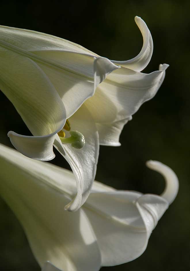 Lilium brownii planta Lilium brownii planta