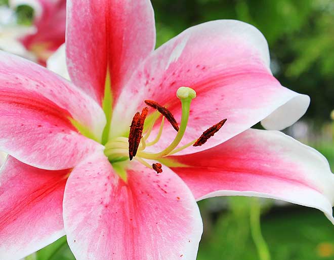 Lilium brownii polen Lilium brownii polen